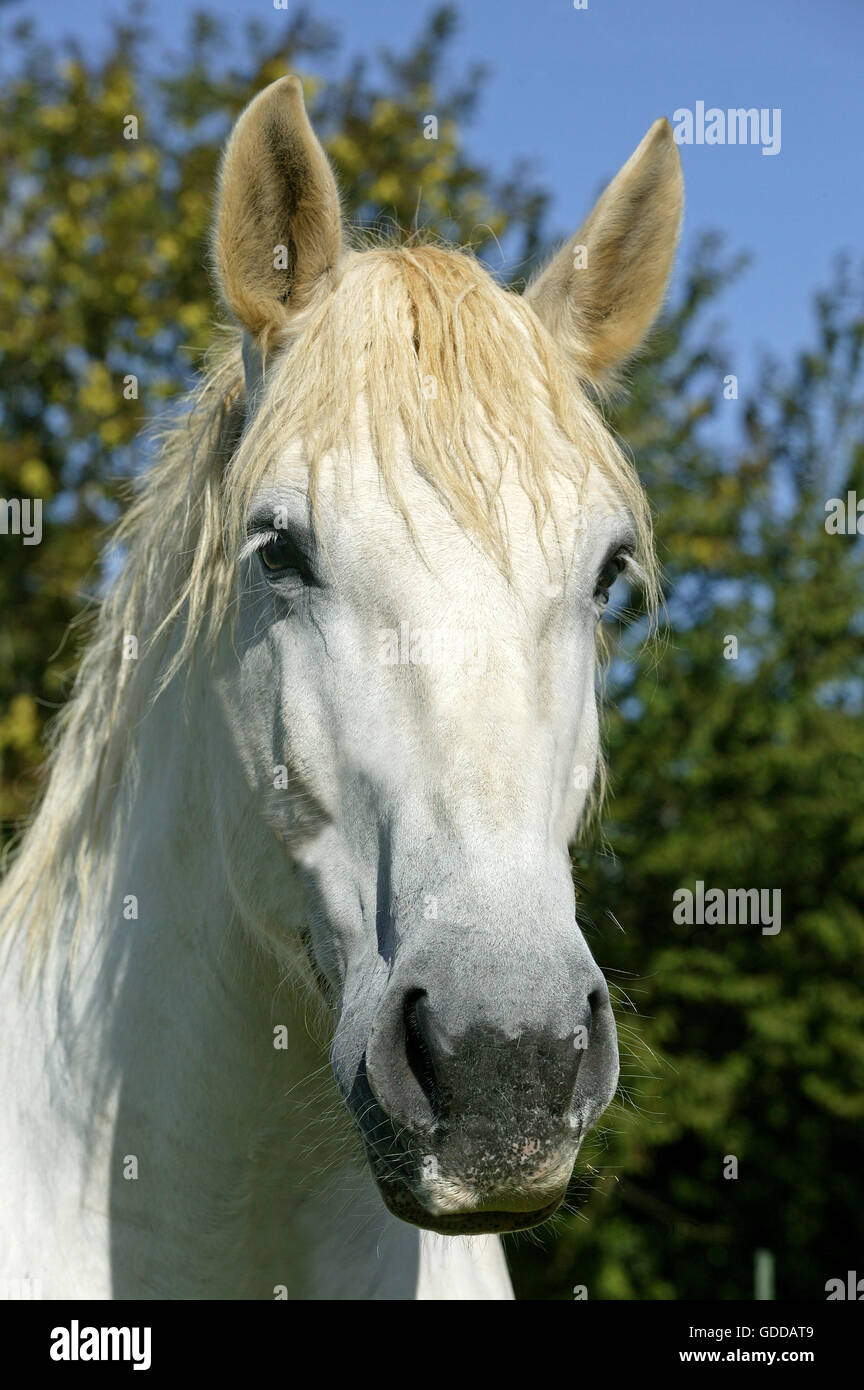 PERCHERON HORSE, PORTRAIT D'ADULTE Banque D'Images