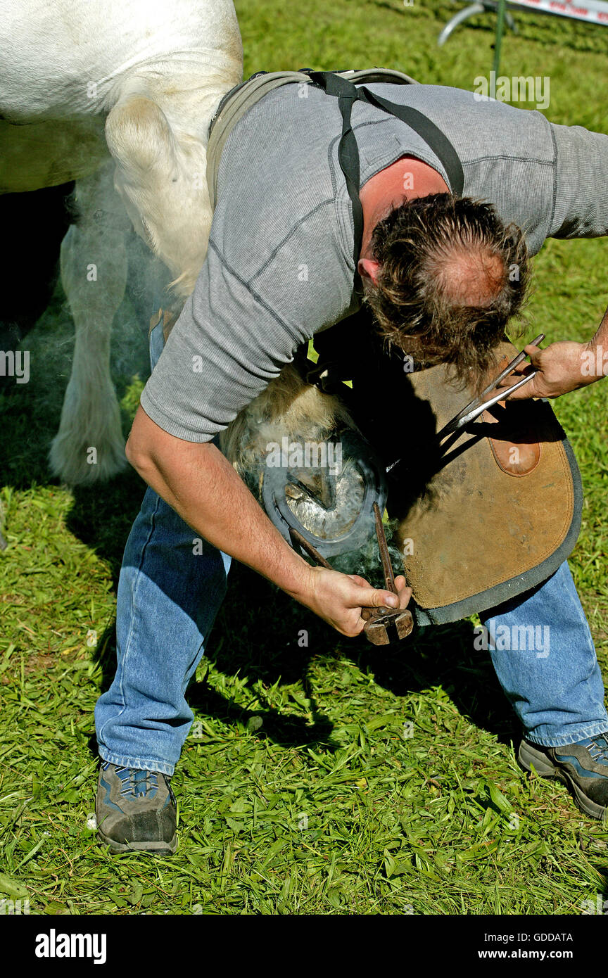 Forgeron avec un Percheron Horse, marquage au fer chaud sur le sabot Banque D'Images