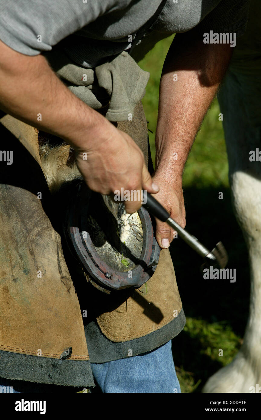Un SHODING FORGERON PERCHERON HORSE, clouer sur un FER À CHEVAL, LA NORMANDIE EN FRANCE Banque D'Images