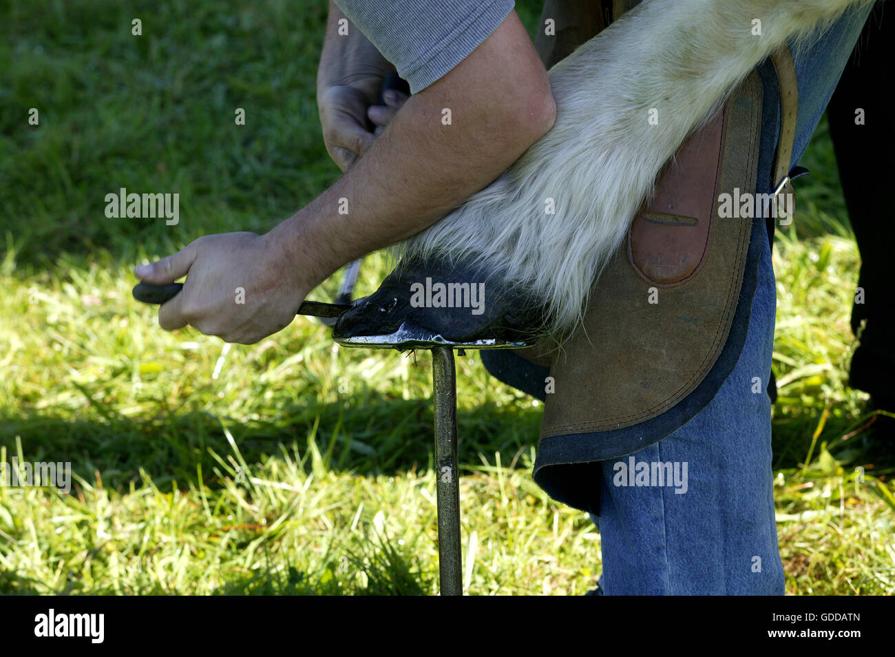 Un shoding forgeron Percheron horse Banque D'Images