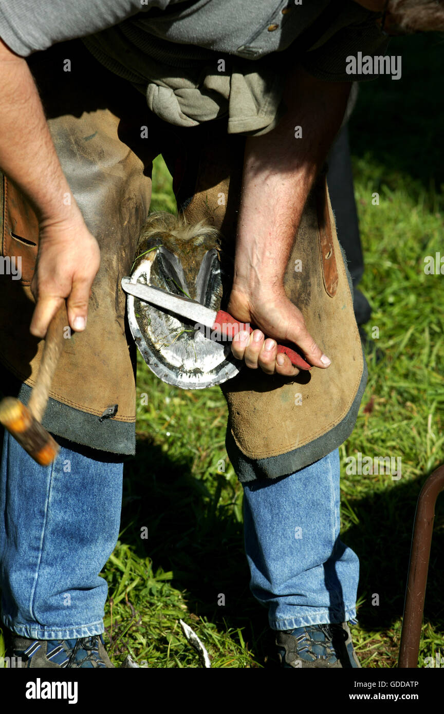 Forgeron AVEC UN SABOT CHEVAL PERCHERON, le parage AVEC COUTEAU, NORMANDIE EN FRANCE Banque D'Images