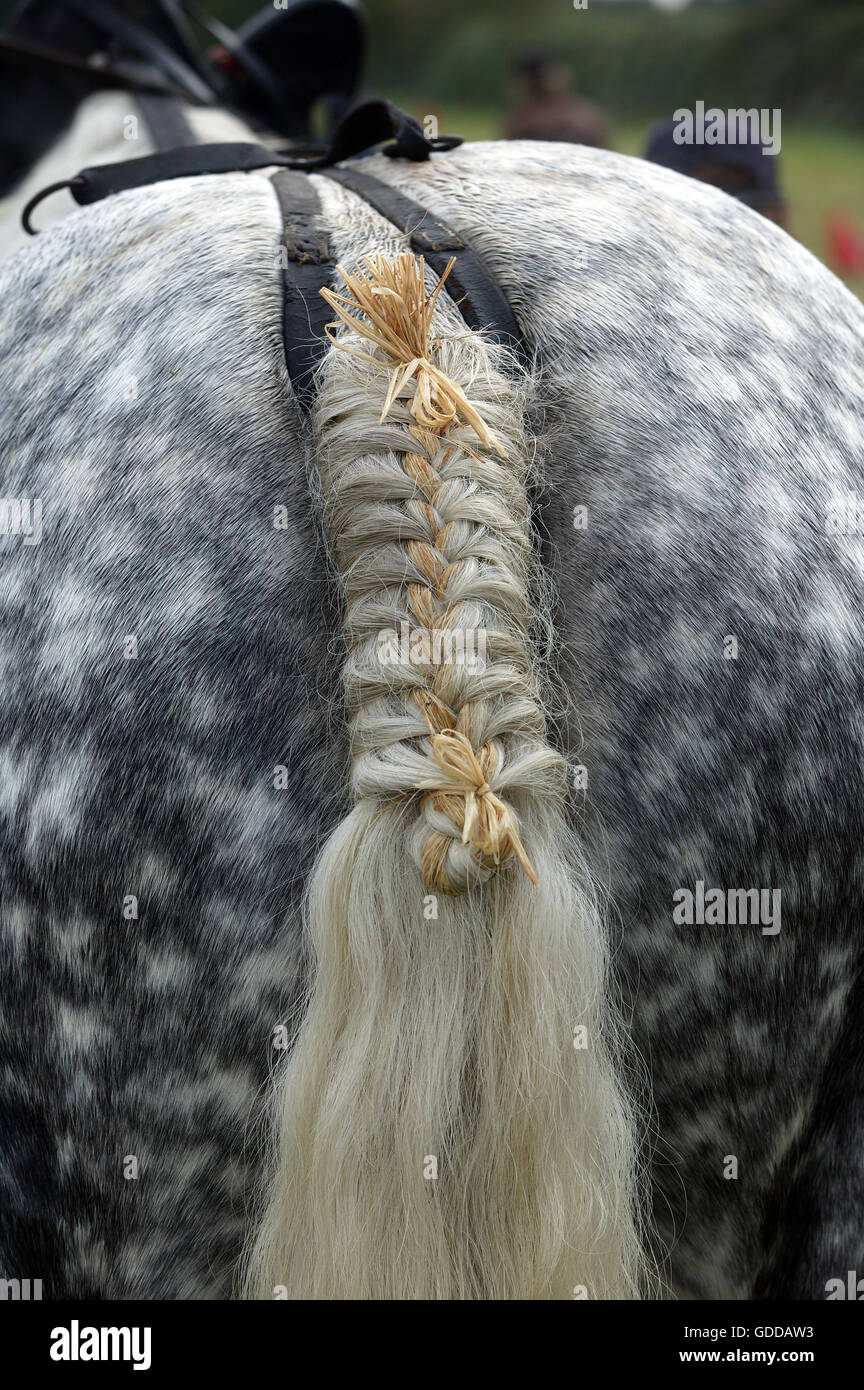 PERCHERON HORSE, CLOSE-UP DE QUEUE TRESSÉE, NORMANDIE EN FRANCE Banque D'Images