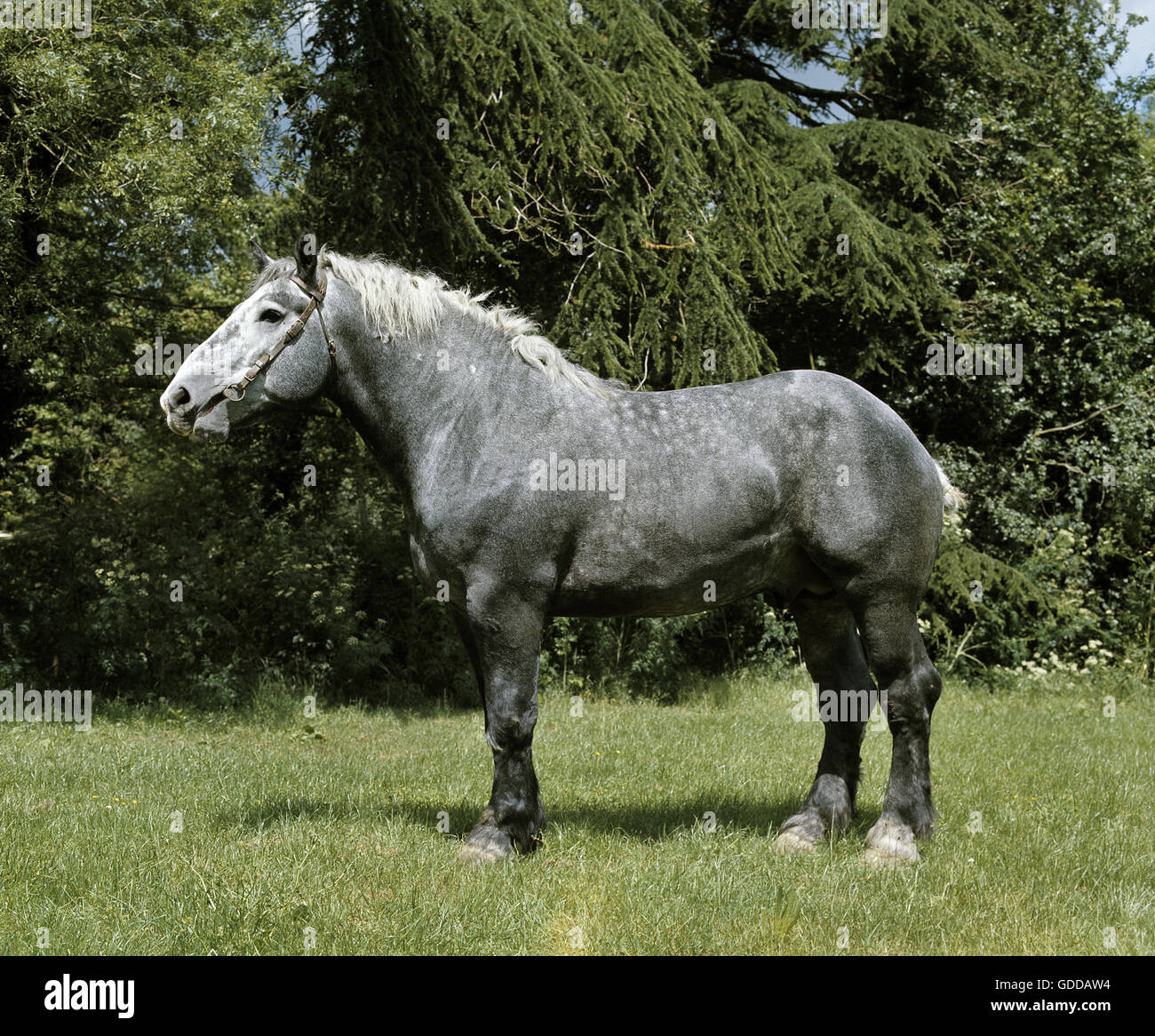 Cheval de trait Percheron Banque D'Images