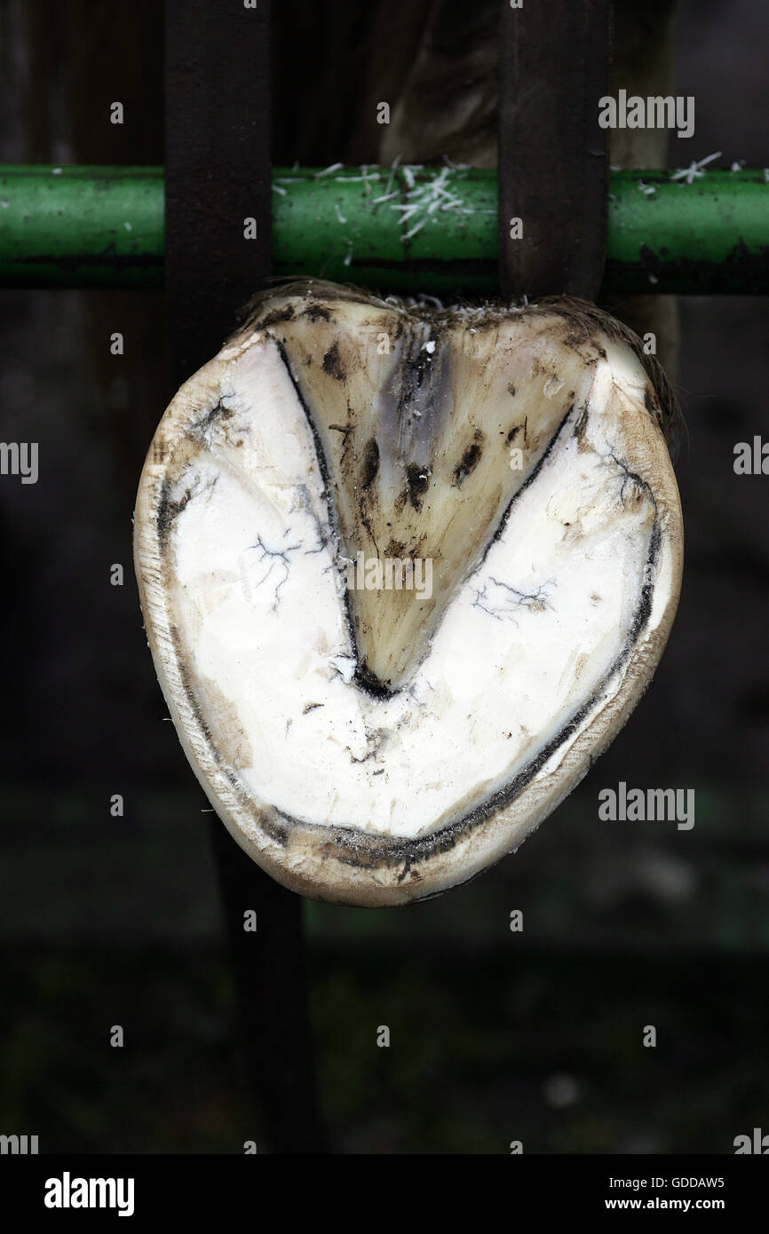 BLACKSMITH, DESSOUS DE PERCHERON HORSE HOOF Banque D'Images