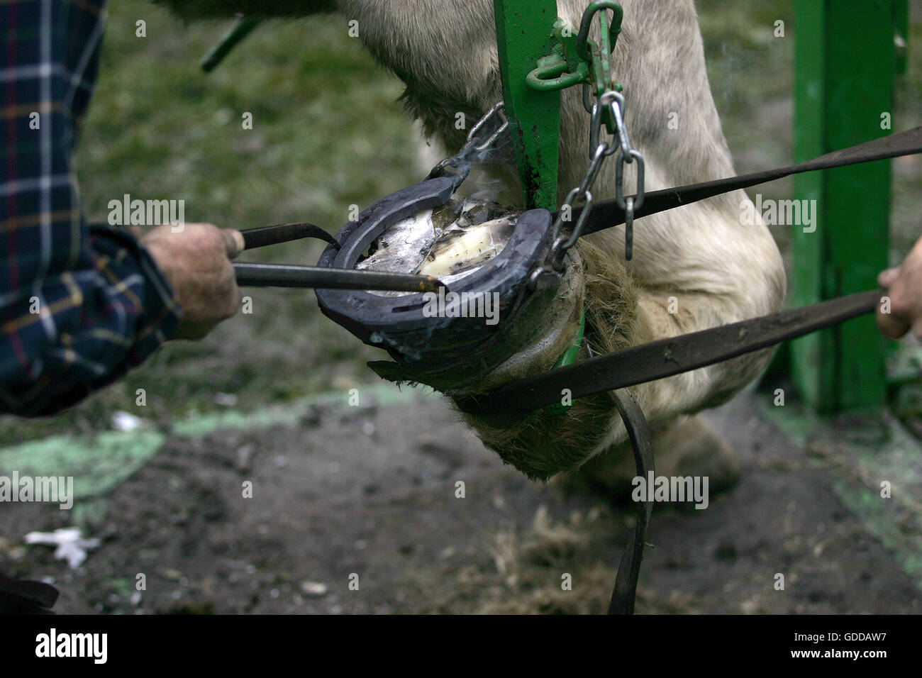 Un SHODING FORGERON PERCHERON HORSE, marquage au fer chaud ROUGE SUR LE SABOT, Normandie Banque D'Images