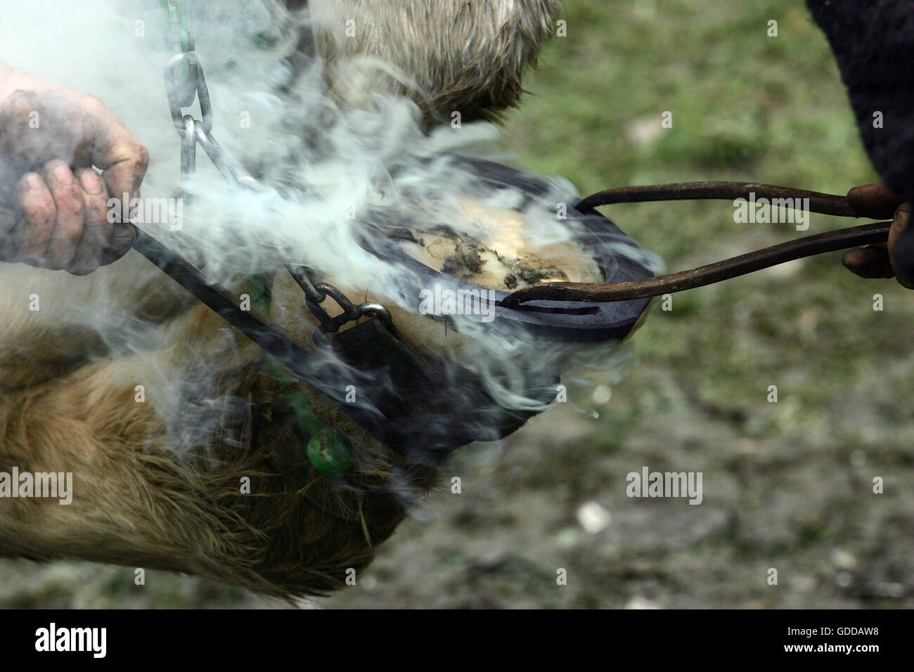Un SHODING FORGERON PERCHERON HORSE, marquage au fer chaud ROUGE SUR LE SABOT, Normandie Banque D'Images