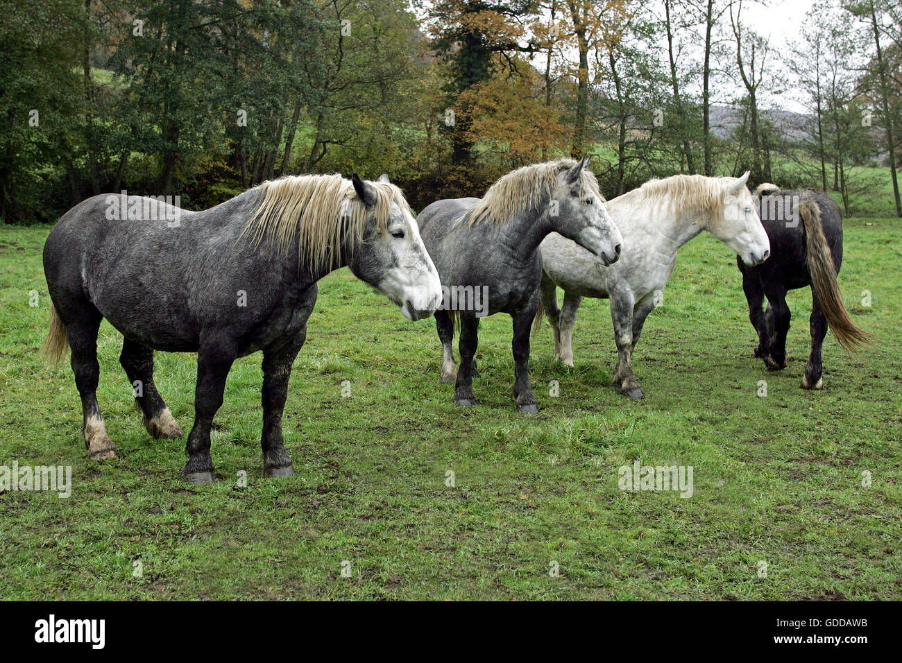 Troupeau de chevaux percherons, STANDING IN MEADOW, Normandie Banque D'Images