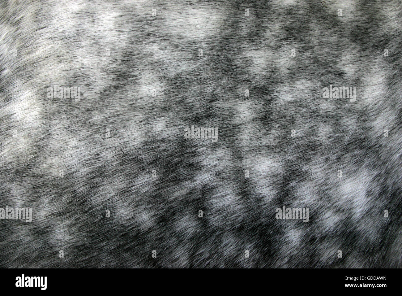 Cheval Percheron, un cheval de projet de la France, près de la peau de Banque D'Images