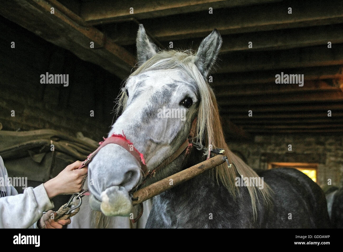 PERCHERON HORSE AVEC PIÈCE DE BOIS SUR LE NEZ DE LE MAINTENIR TRANQUILLE Banque D'Images