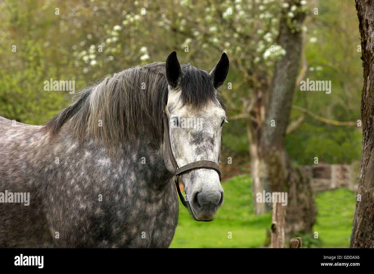 Chevaux de trait Percheron, une race française Banque D'Images