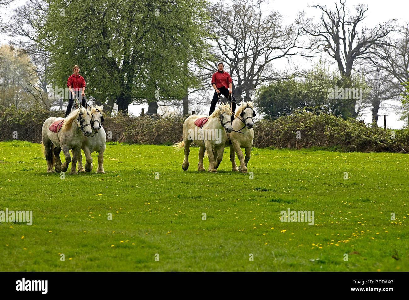 Chevaux de trait Percheron, formation, Normandie Banque D'Images