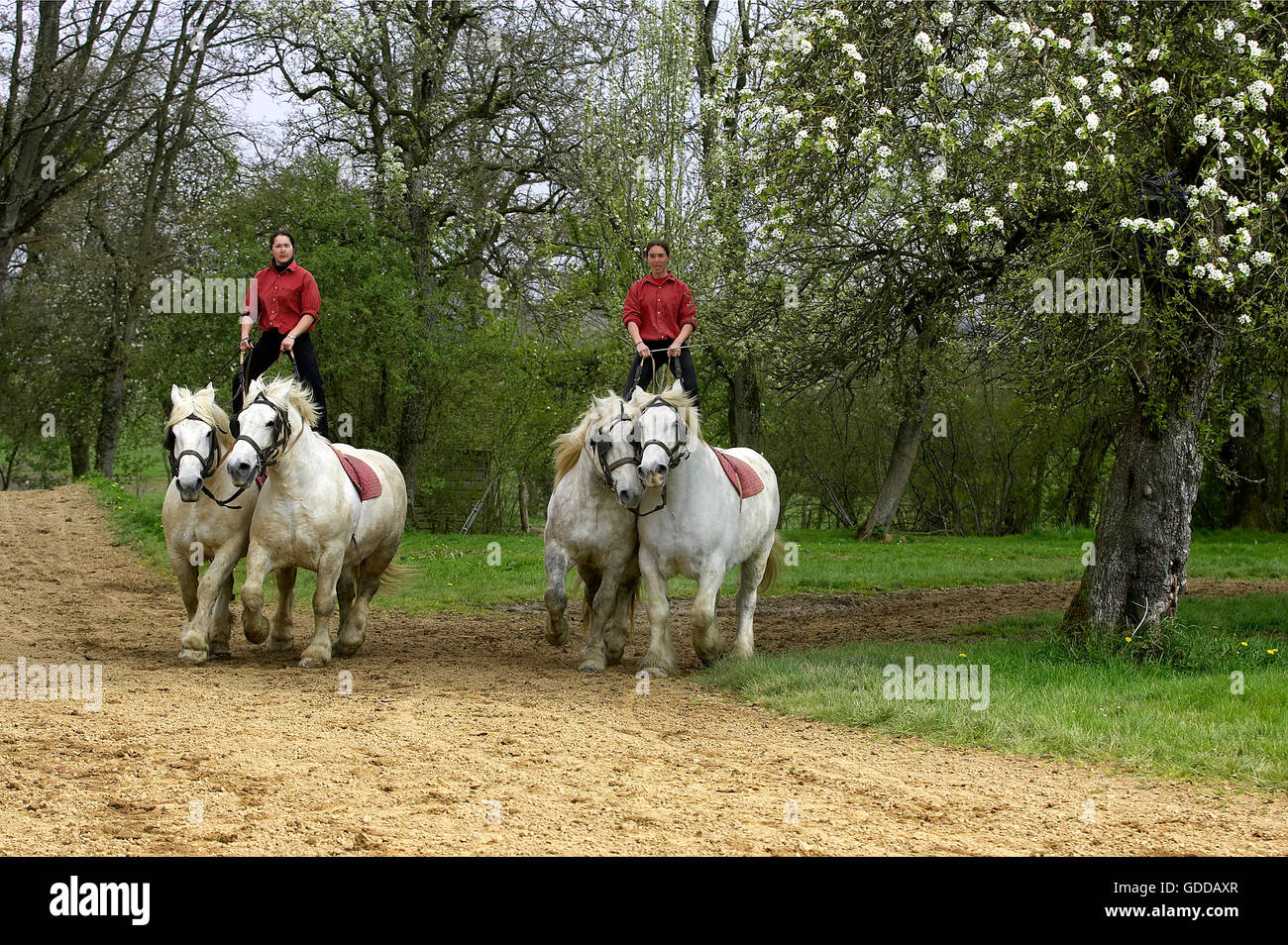 Chevaux de trait Percheron, une race française, la formation de spectacle équestre Banque D'Images