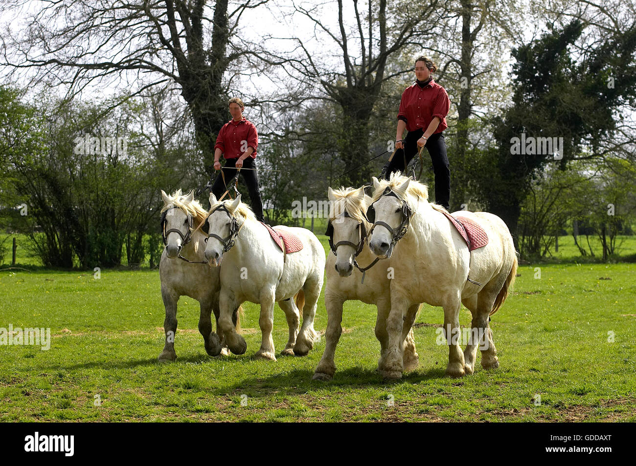 Chevaux de trait Percheron, une race française, la formation de spectacle équestre Banque D'Images