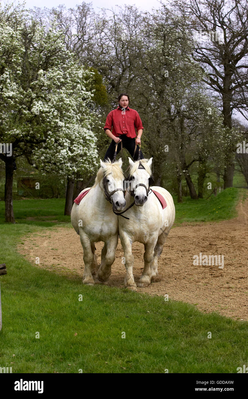 Chevaux de trait Percheron, une race française, la formation de spectacle équestre Banque D'Images