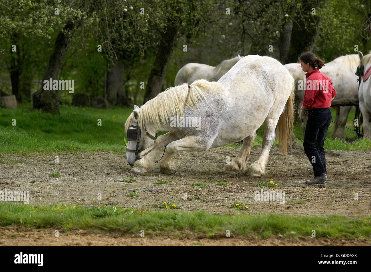 Chevaux de trait Percheron, formation, Normandie Banque D'Images