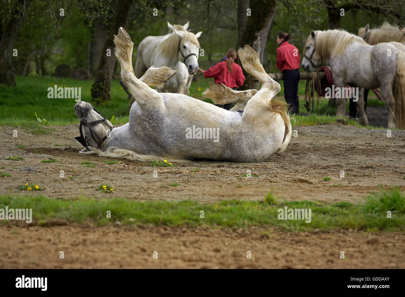 Chevaux de trait Percheron, une race française, le matériel roulant Banque D'Images