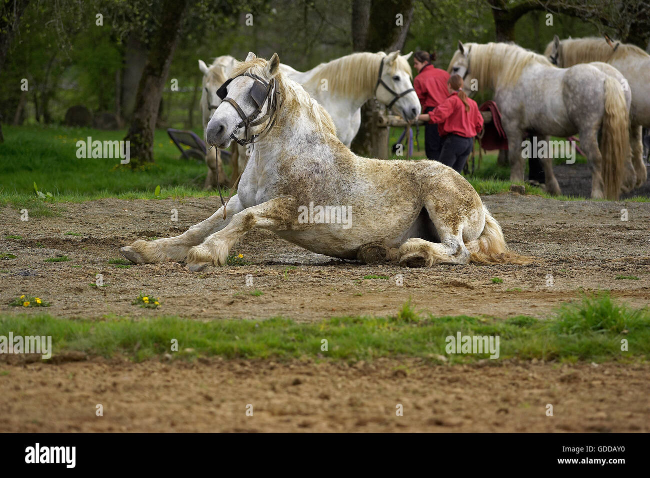 Chevaux de trait Percheron, une race française, après le laminage Banque D'Images