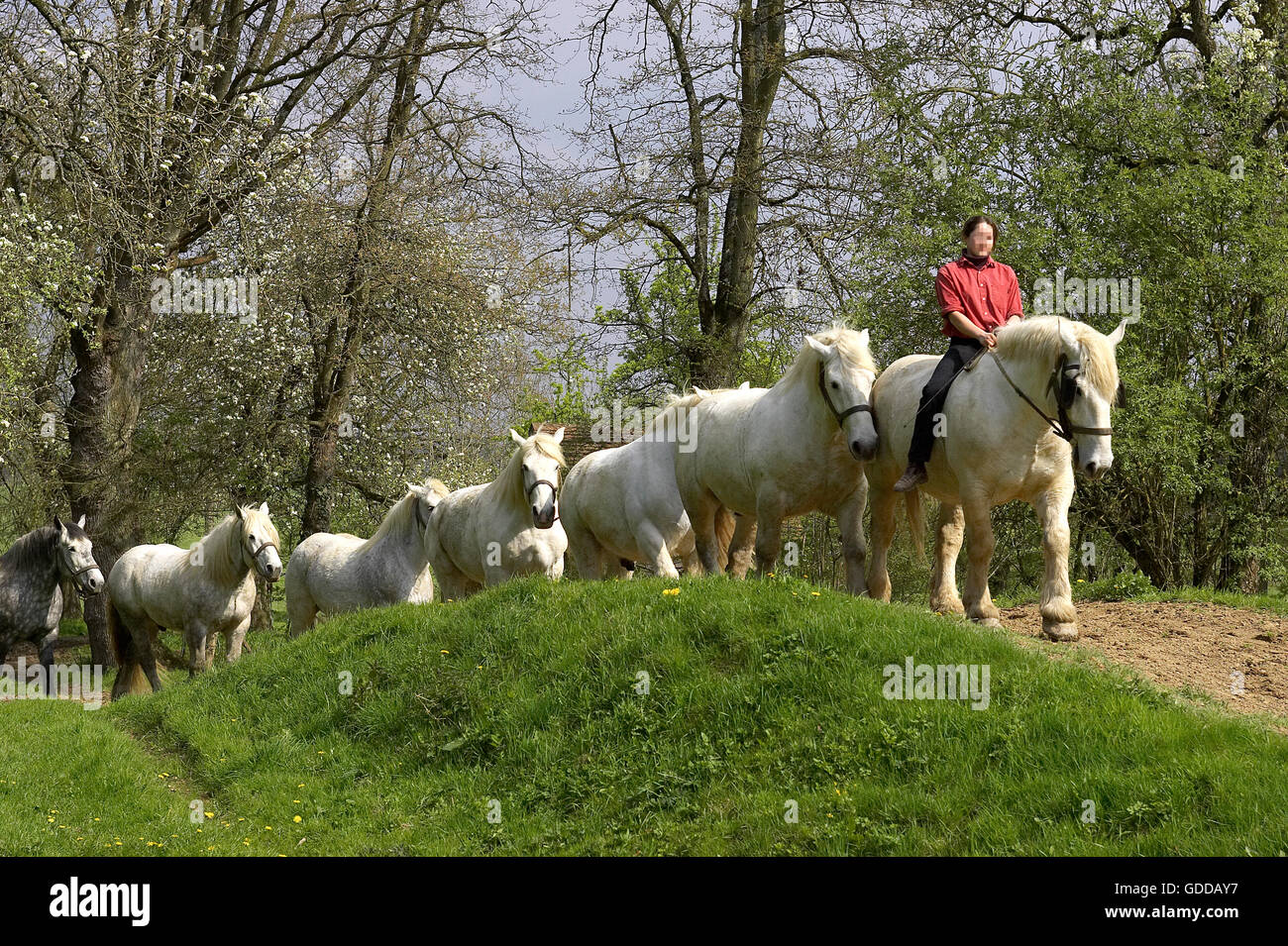 Chevaux de trait Percheron, une race française, marcher sur la ligne Banque D'Images