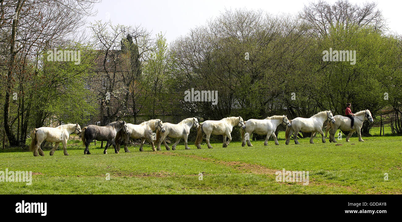 Chevaux de trait Percheron, une race française, marcher sur la ligne Banque D'Images