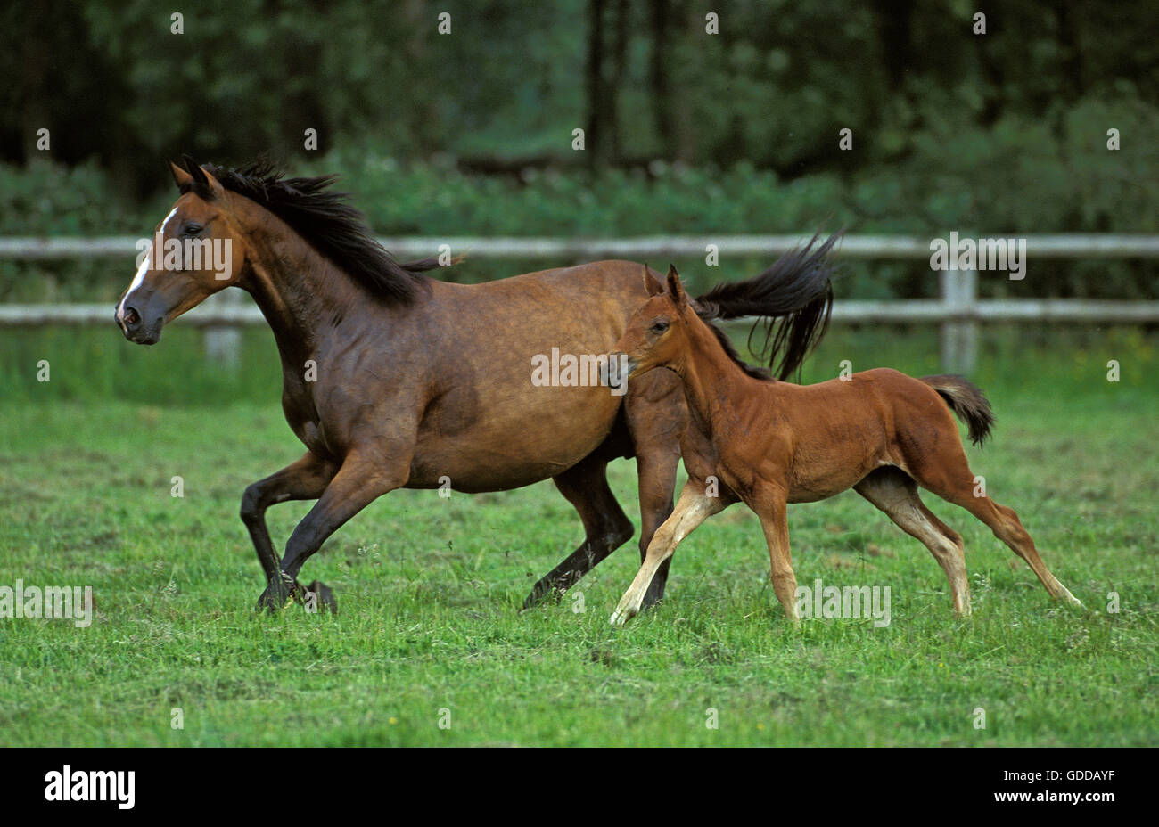 Pur Sang anglais, Mare et poulain galopant à travers Paddock, Normandie Banque D'Images