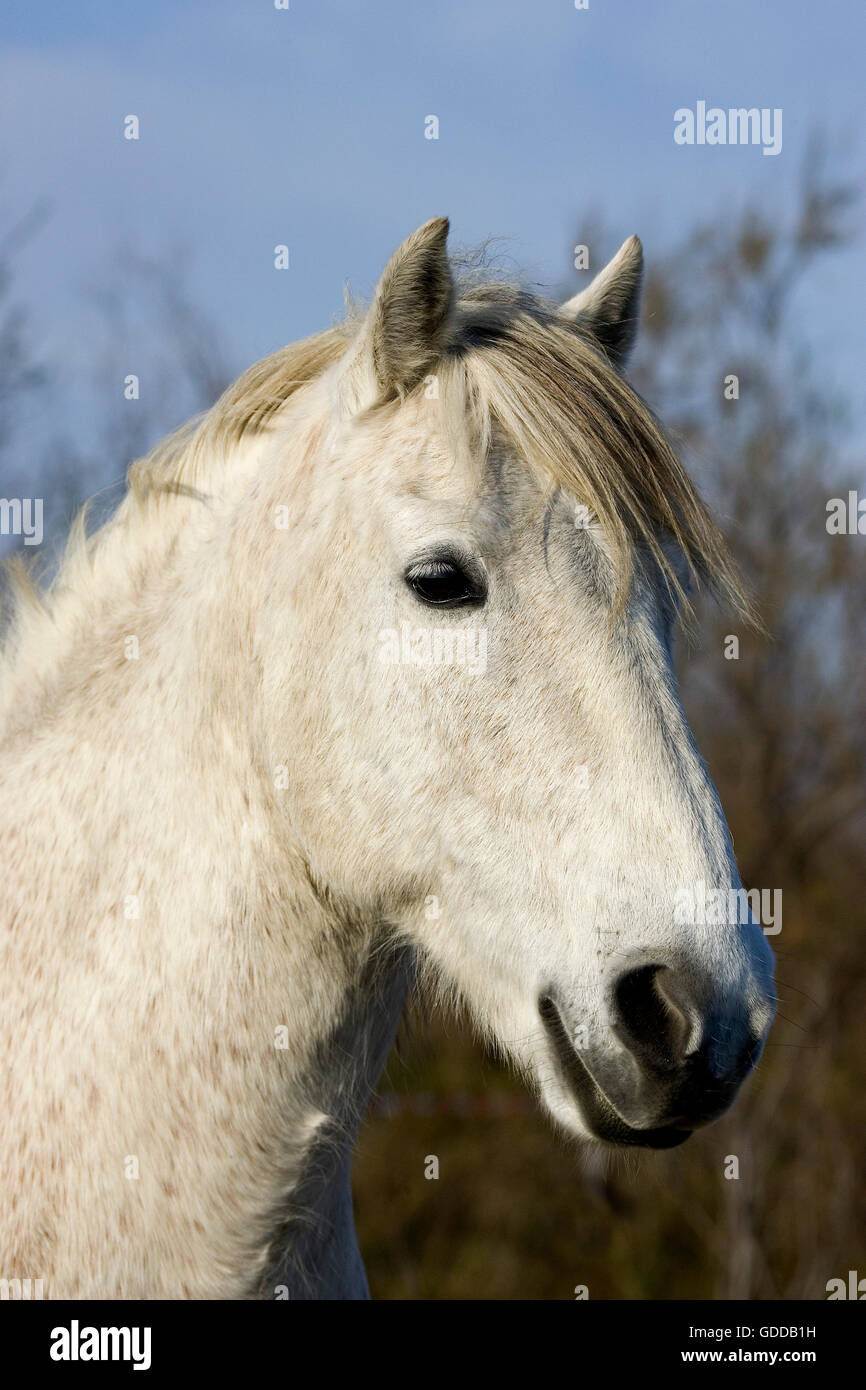 Portrait, cheval de Camargue, SAINTES MARIE DE LA MER DANS LE SUD DE LA FRANCE Banque D'Images