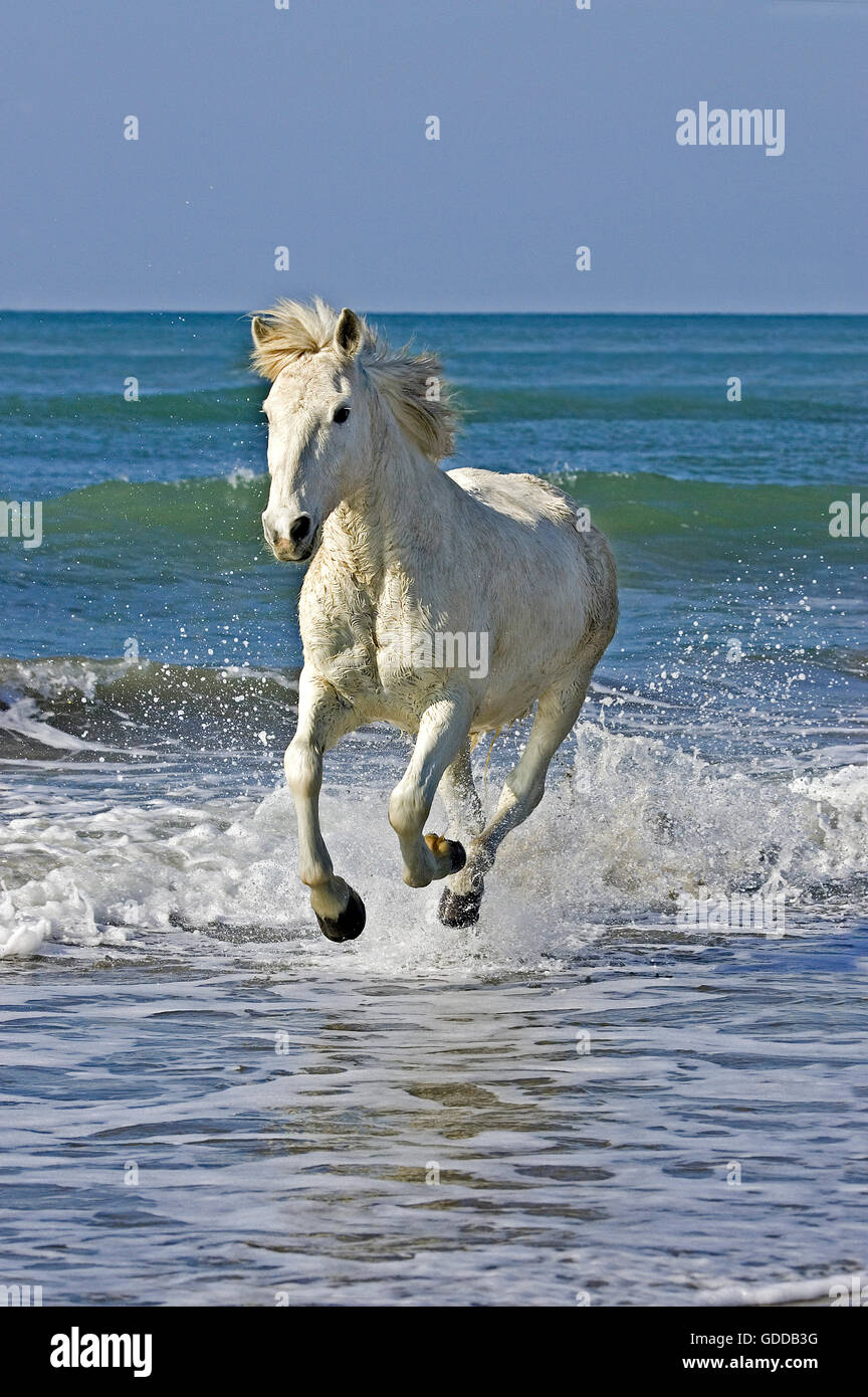 Cheval de Camargue, cheval galopant sur la plage, Les Saintes Marie de la mer dans le sud de la France Banque D'Images