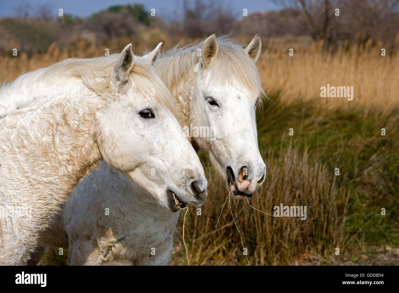 Chevaux Camargue, Saintes Marie de la mer dans le sud de la France Banque D'Images