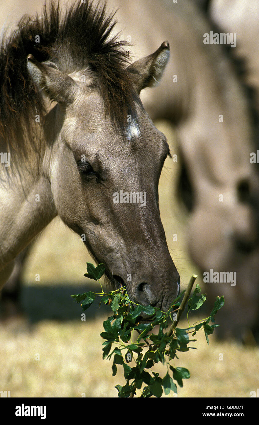 Tarpan, Cheval Equus caballus gmelini, Poulain manger les feuilles Banque D'Images
