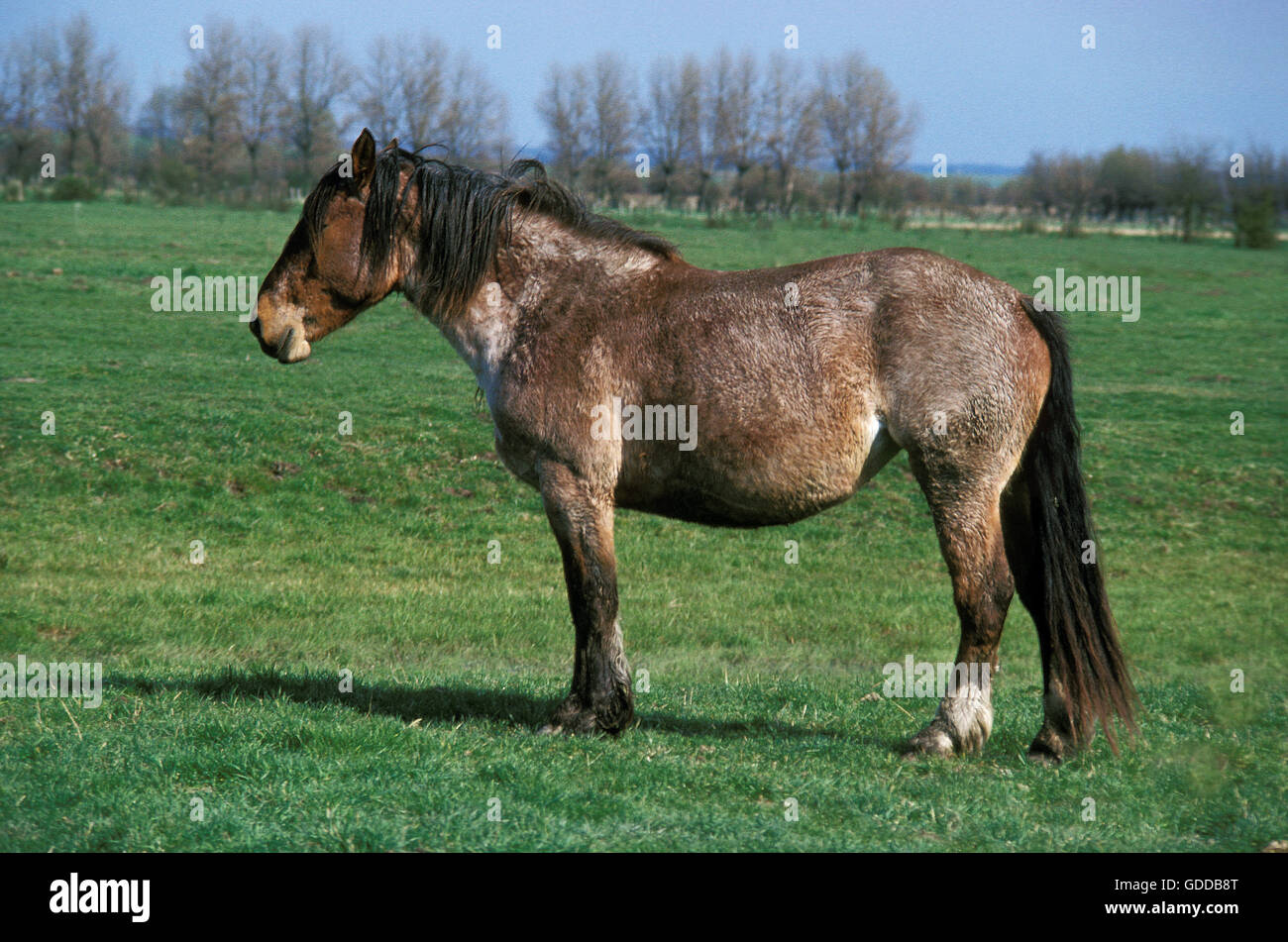 Boulonnais Horse standing in Meadow Banque D'Images