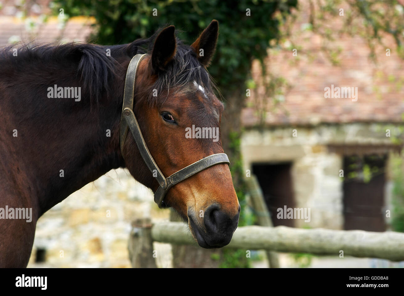 Cob Normand cheval, un projet de race Normande, Portrait avec dos-nu Banque D'Images