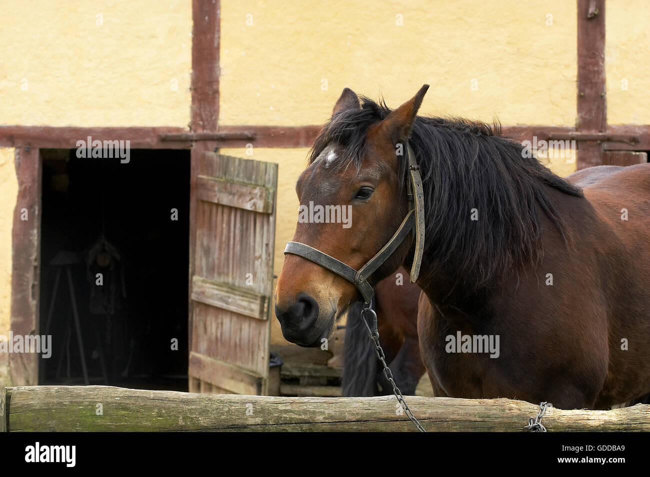 Cob Normand, cheval de race française Banque D'Images