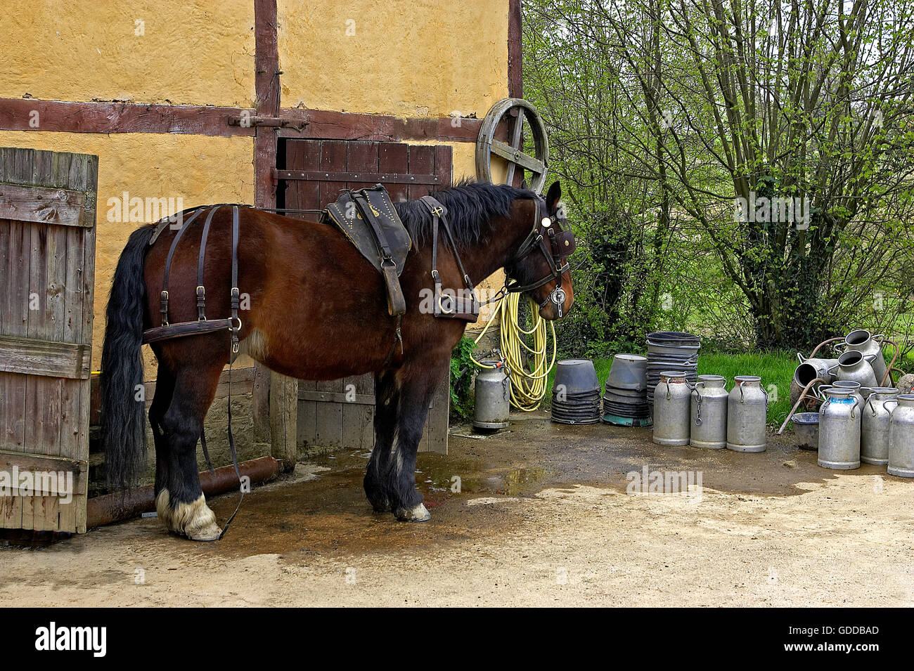 Harnaché Cob Normand Horse Banque D'Images