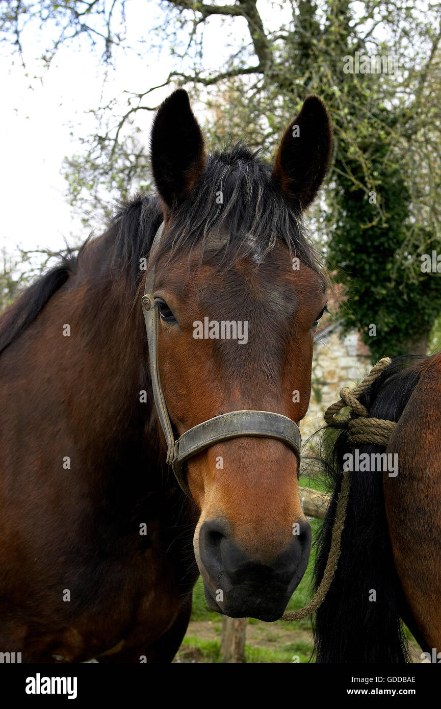 Cob Normand cheval, un projet de race Normande, Portrait avec dos-nu Banque D'Images