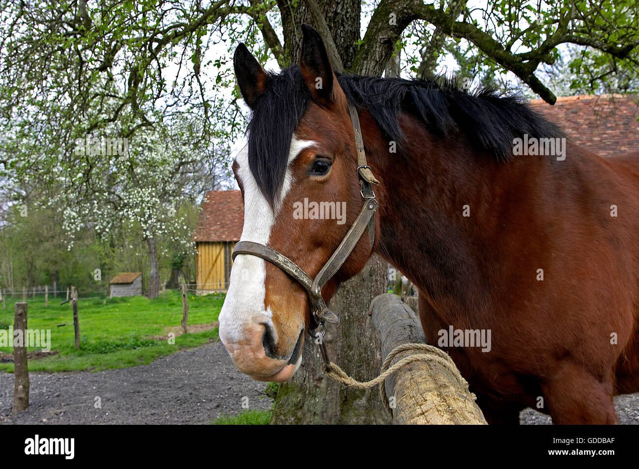 Cob Normand, cheval de race française Banque D'Images