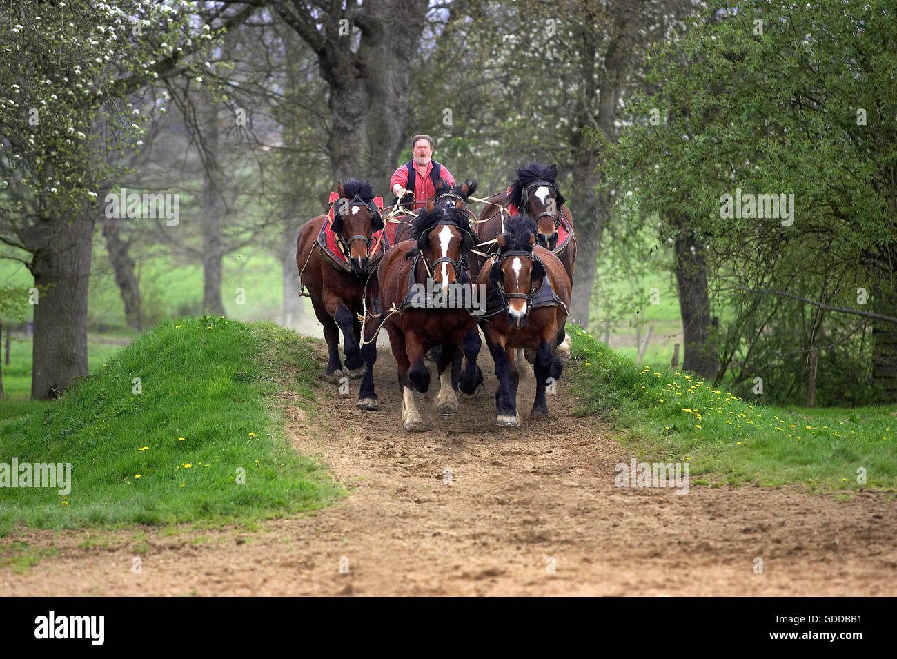 Harnaché Cob Normand, cheval de race française Banque D'Images