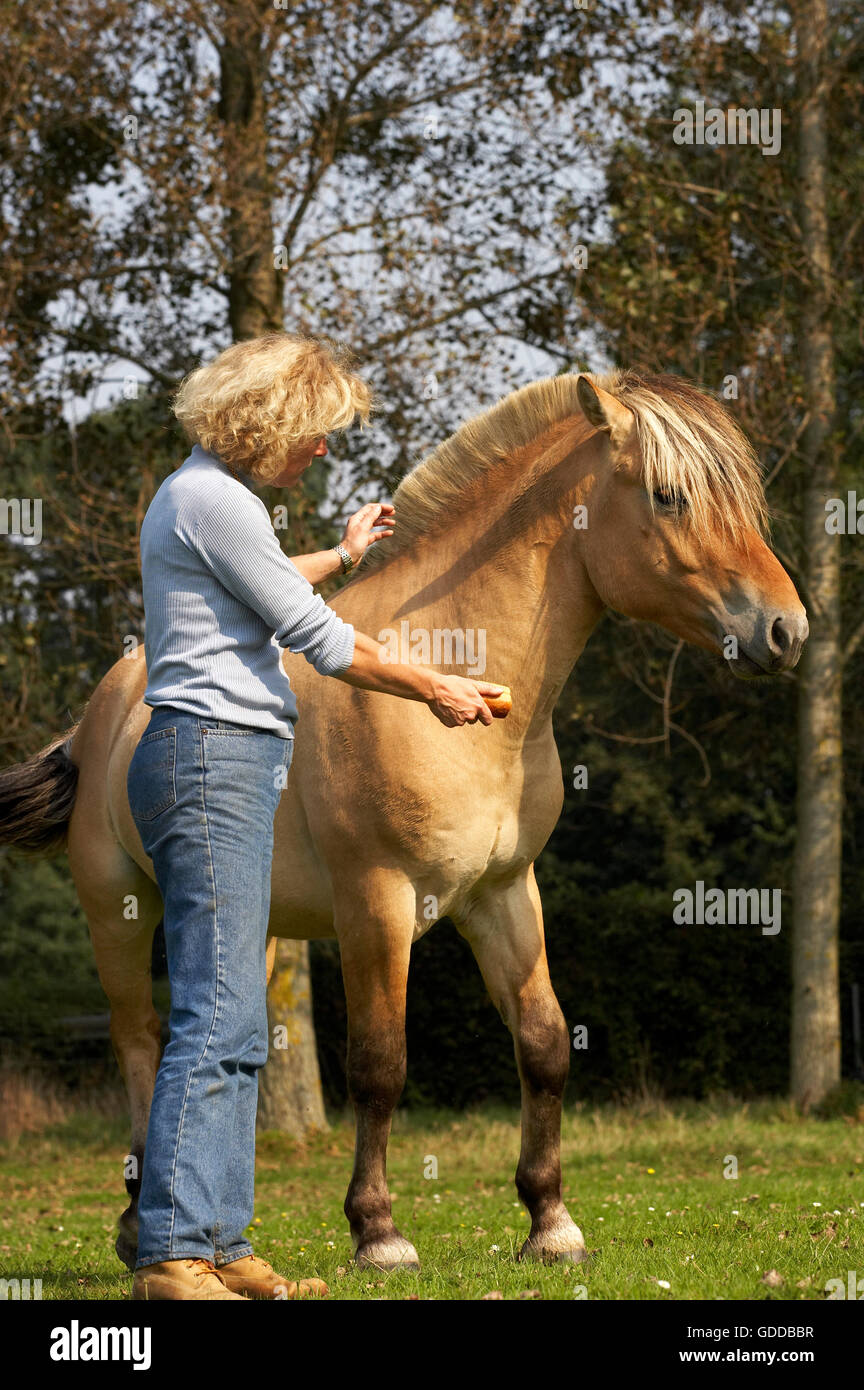 NORWEGIAN FJORD HORSE, WOMAN GIVING PRODUITES À STALLION Banque D'Images