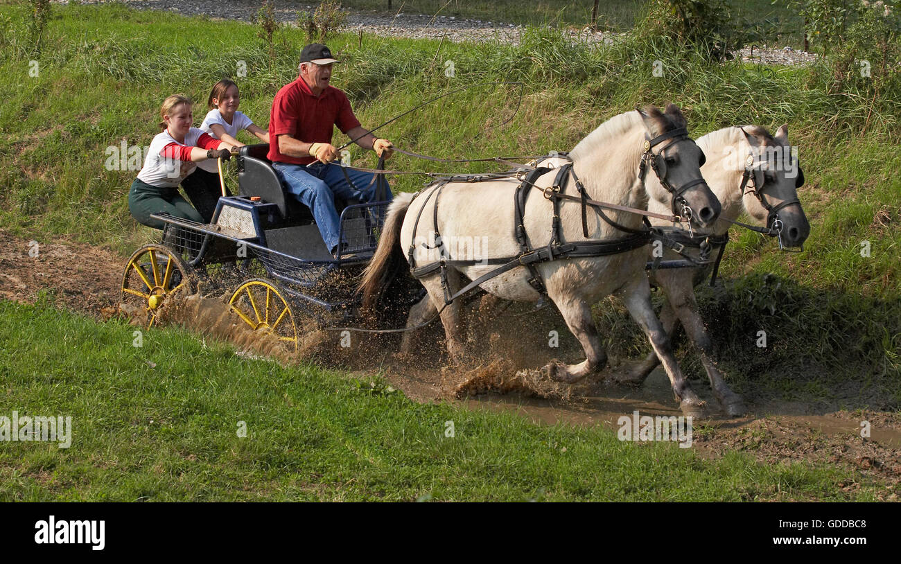 NORWEGIAN FJORD HORSE, L'HOMME ET LES FILLES AVEC DEUX CHEVAUX ET TRANSPORT Banque D'Images