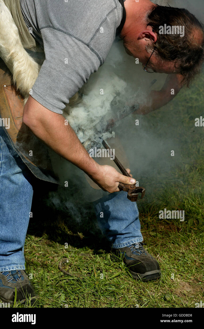 Forgeron avec un cheval, marquage au fer chaud sur le sabot Banque D'Images