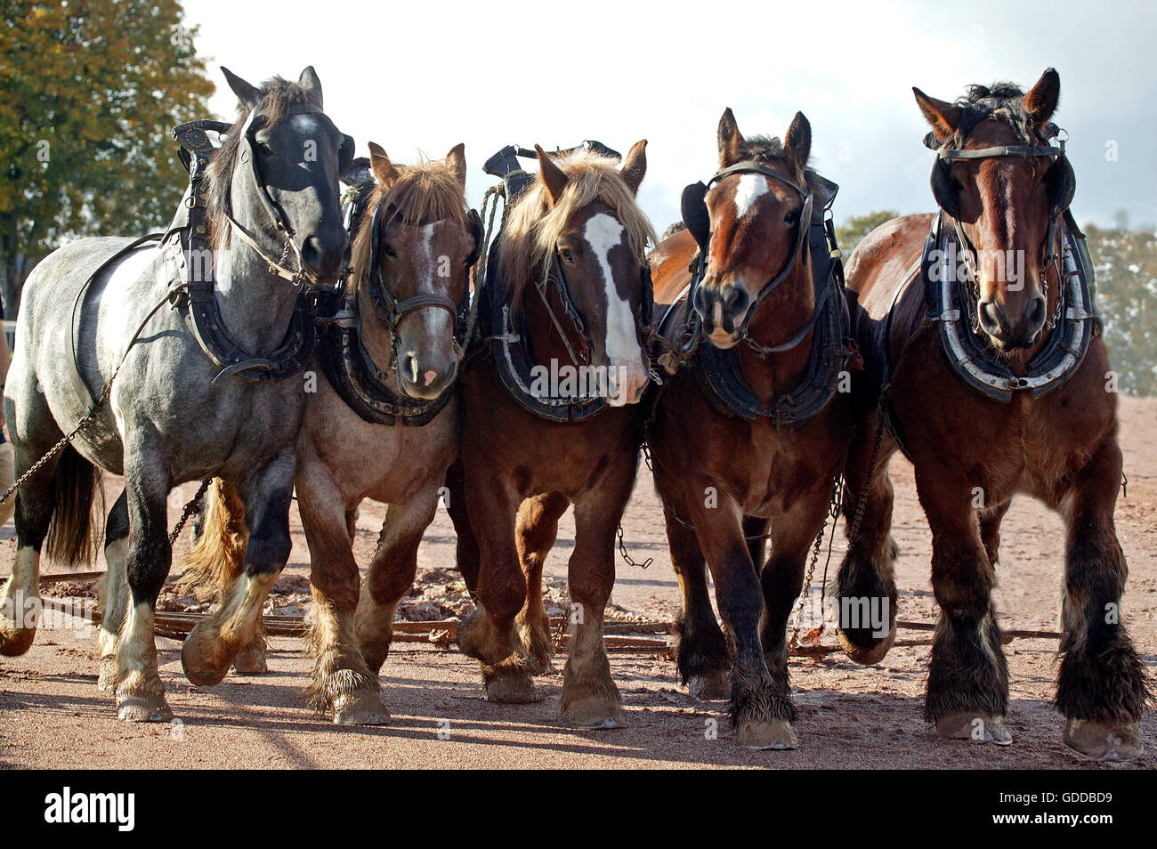 Drafthorse Belge Brabant, faisceau Banque D'Images
