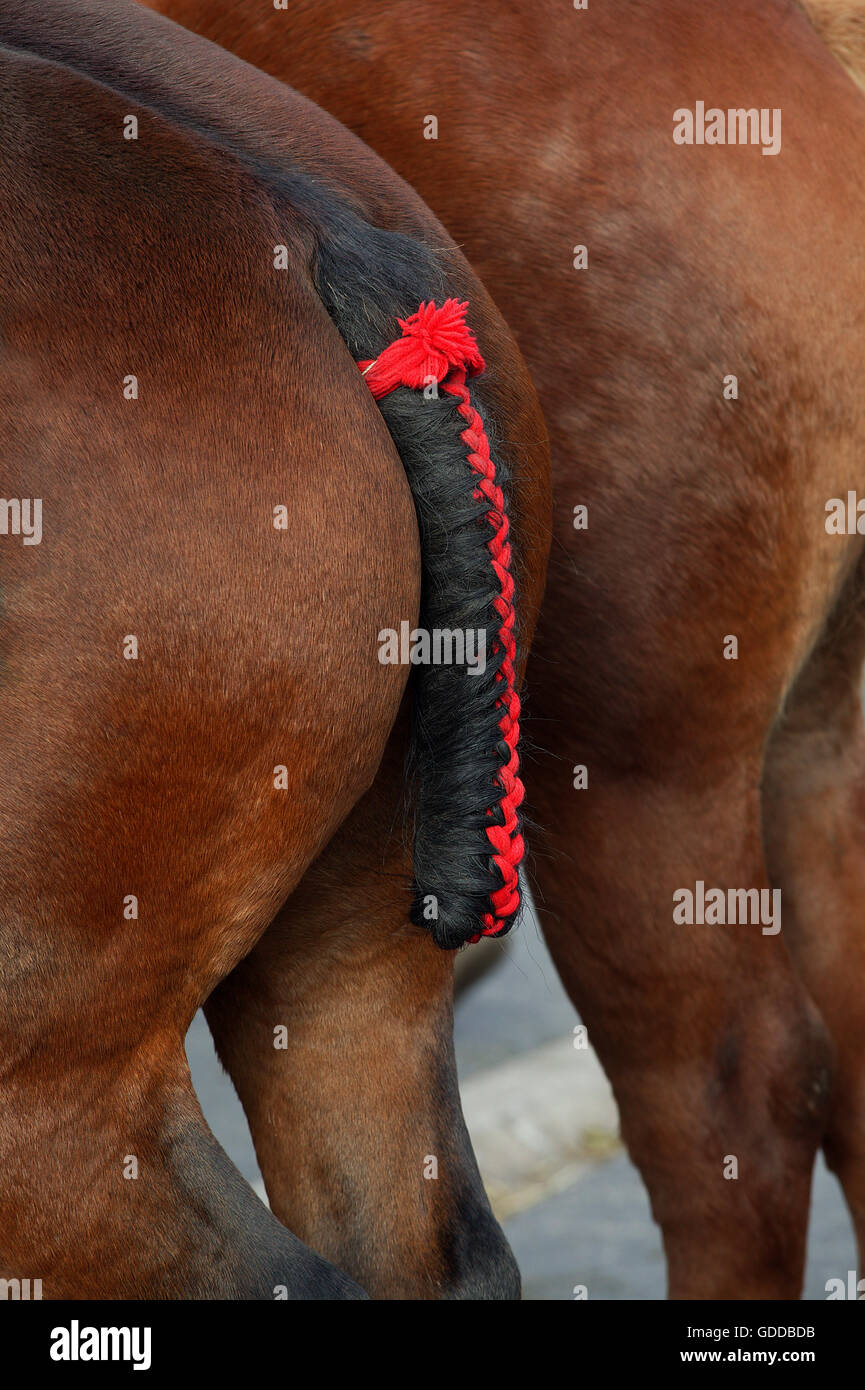 Chevaux de trait, close-up de queue tressée Banque D'Images