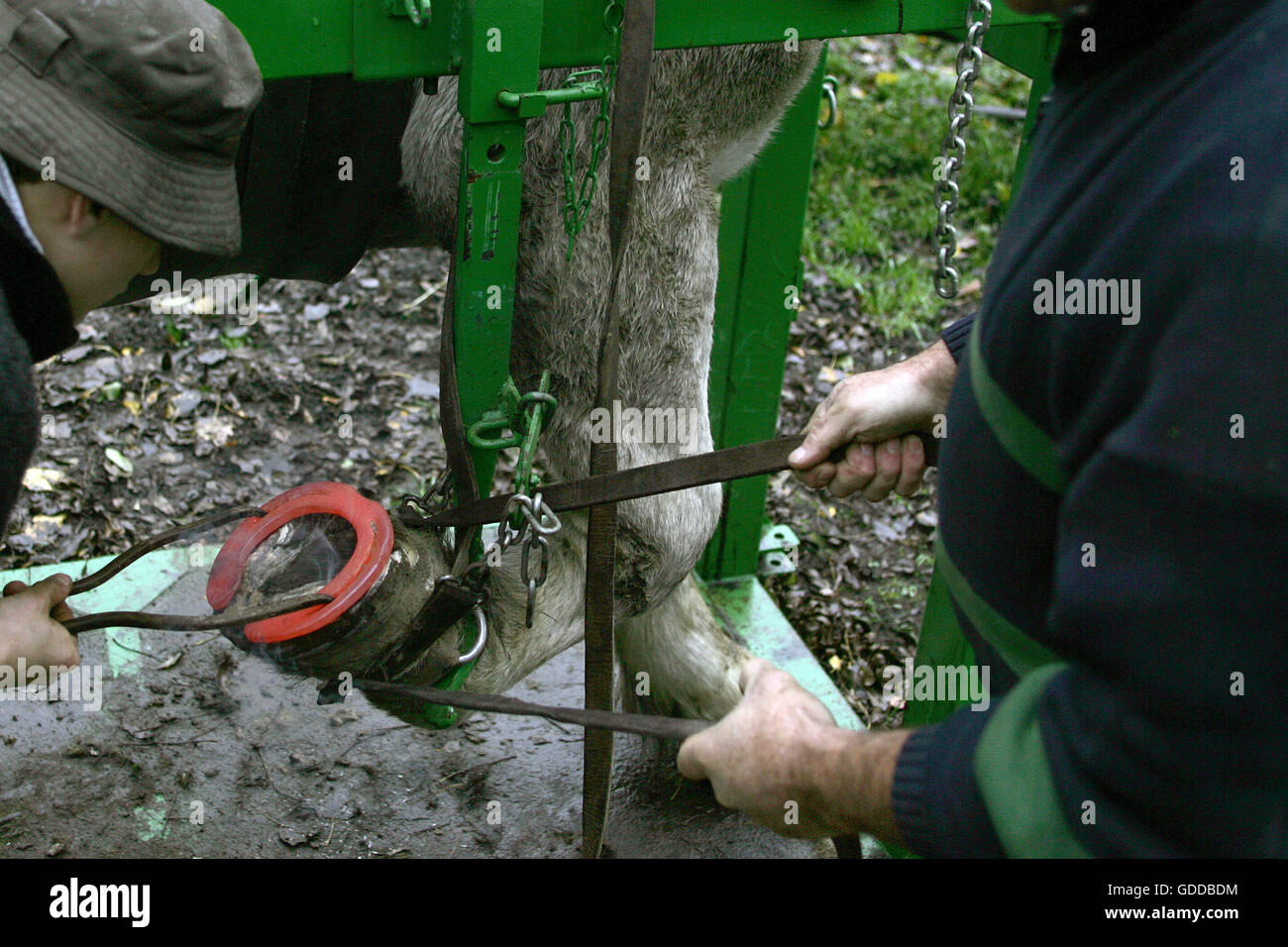 Raquette forgeron Draft Horse Banque D'Images
