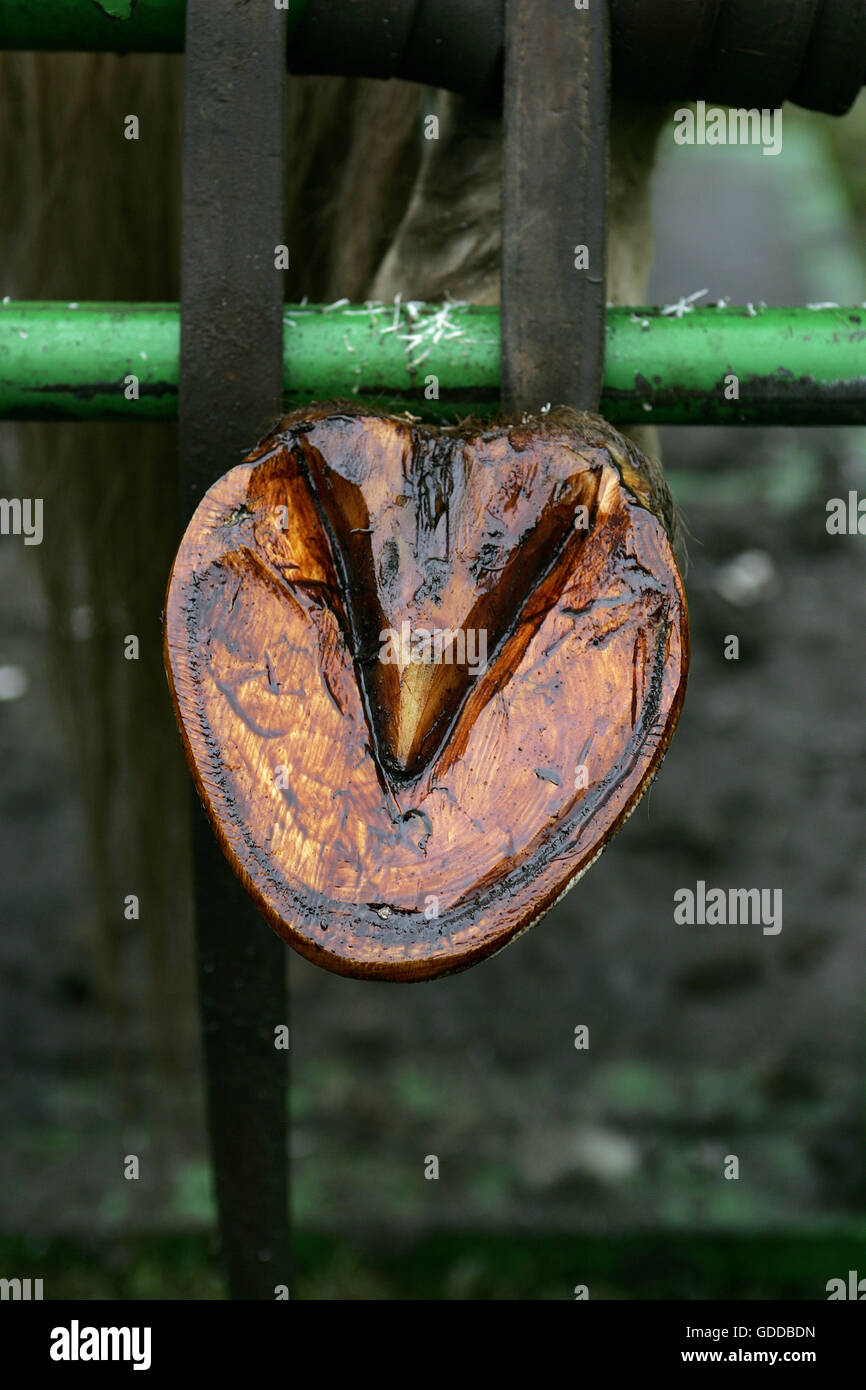 Raquette forgeron Draft Horse Banque D'Images