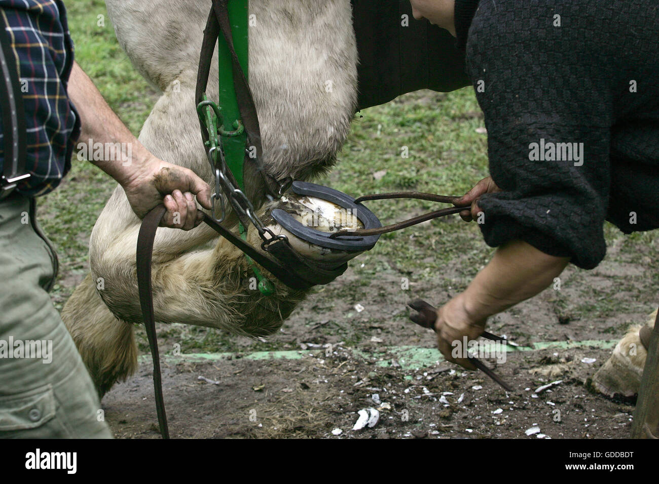 Raquette forgeron Draft Horse Banque D'Images