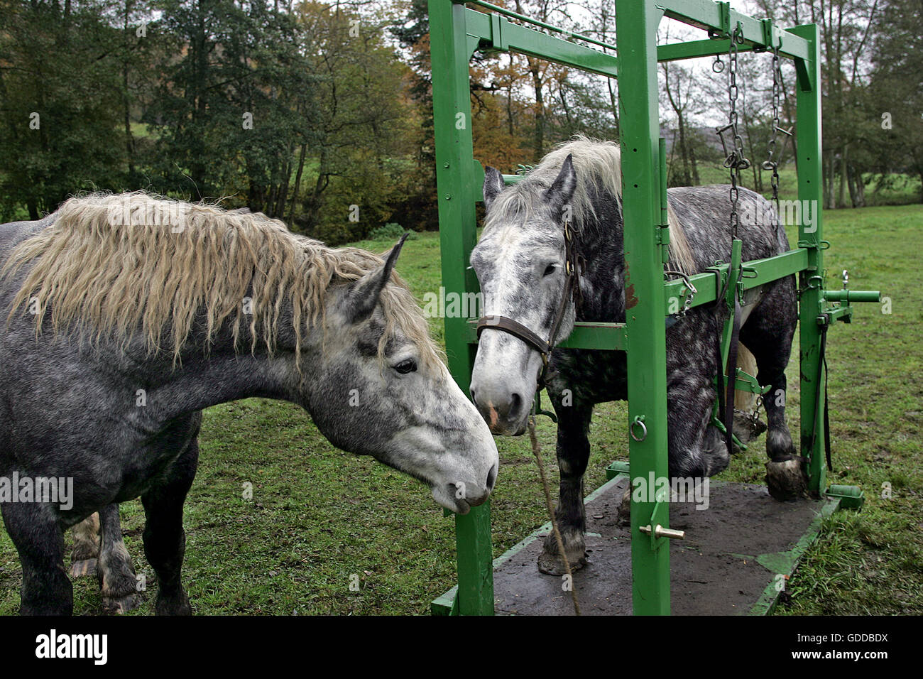 Raquette forgeron Draft Horse Banque D'Images