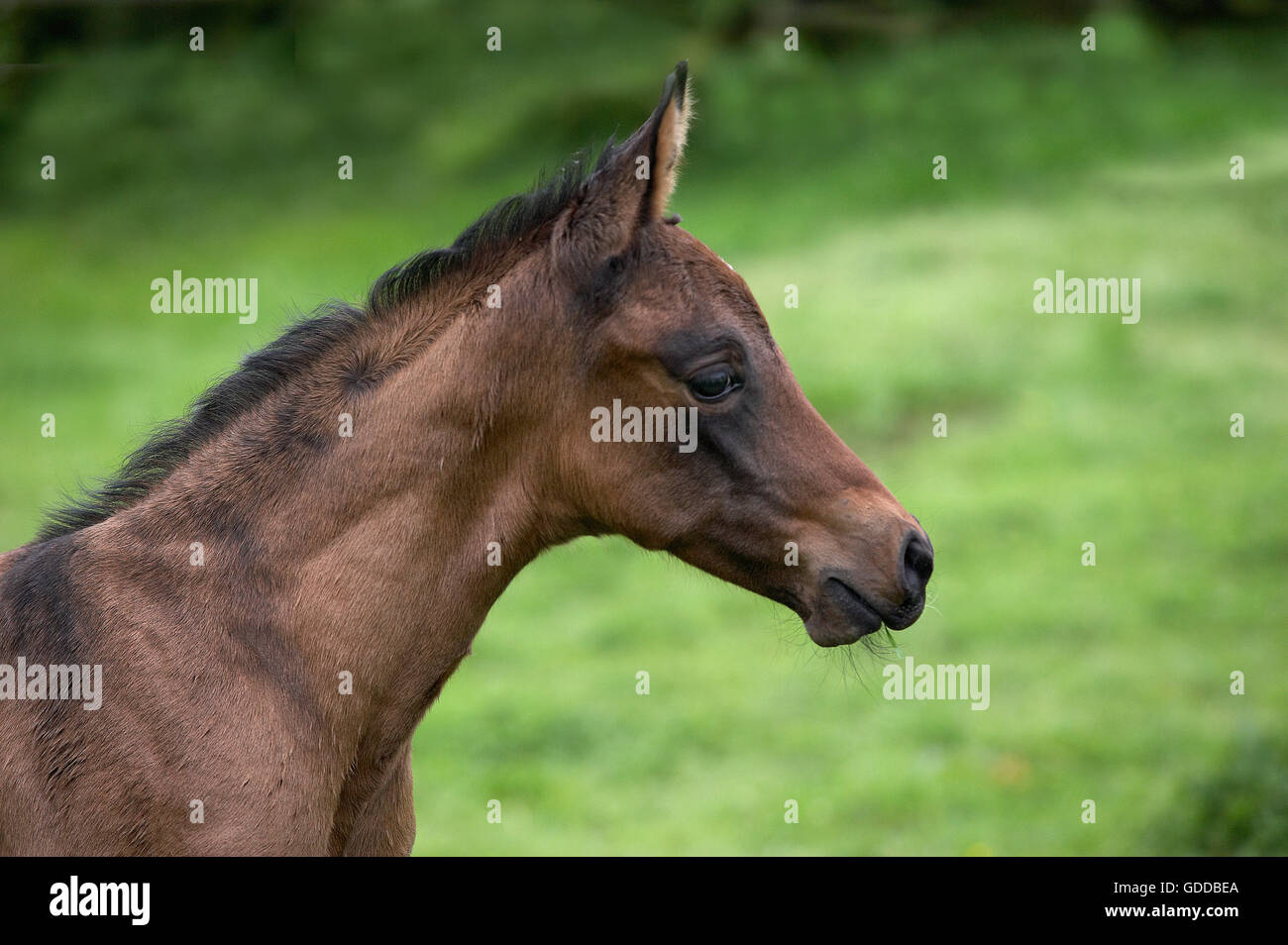 Akhal Téké, race du Turkménistan, poulain Banque D'Images
