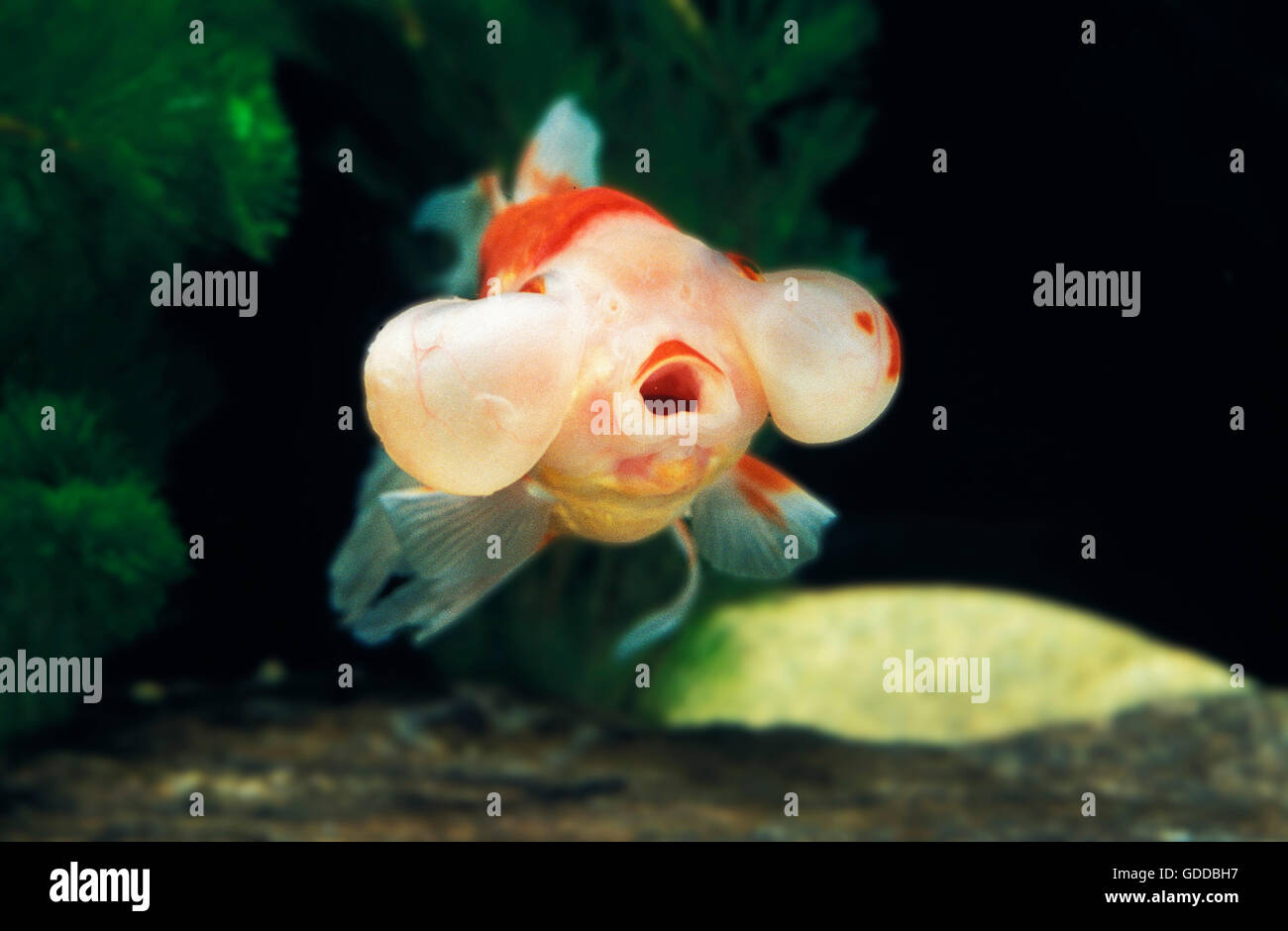 Bubble Eye Goldfish, Carassius auratus, adulte Banque D'Images