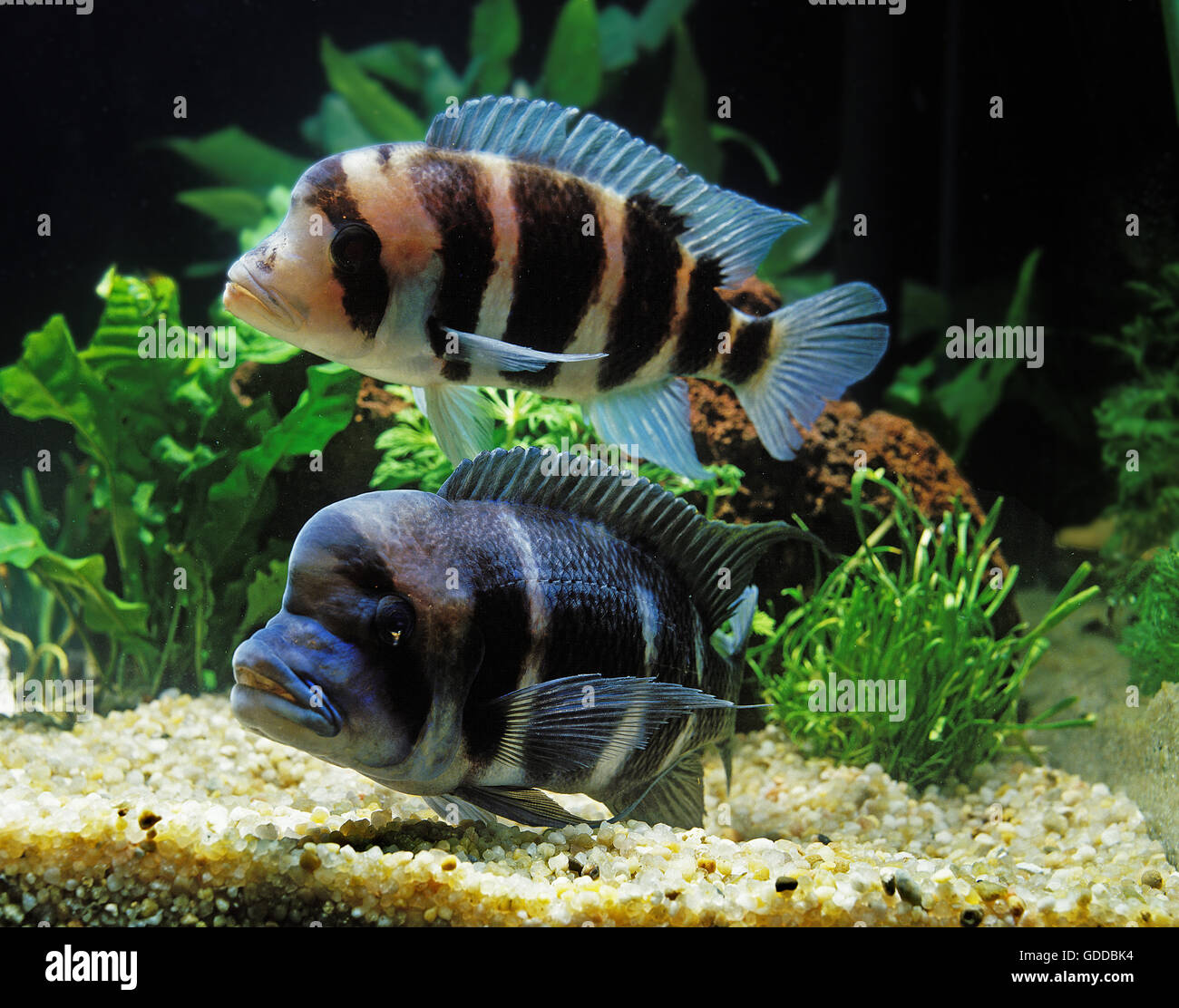 Cichlid Frontosa cyphotilapia frontosa, Banque D'Images