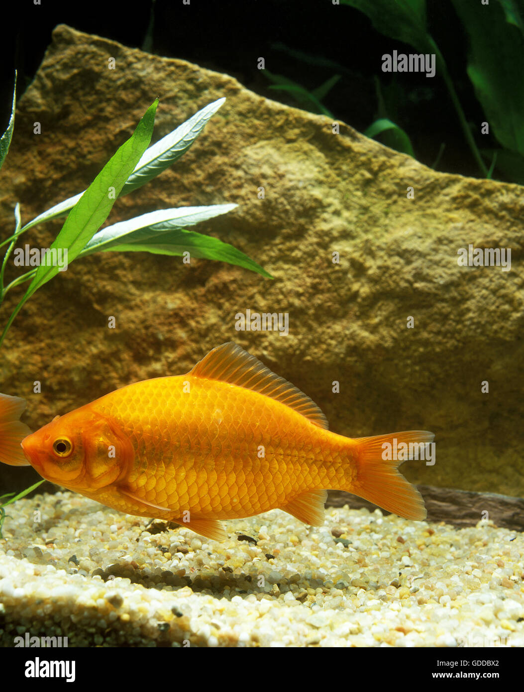 Goldfish, Carassius auratus Banque D'Images