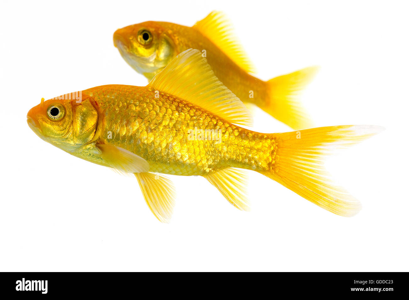 Goldfish, Carassius auratus, adultes contre fond blanc Banque D'Images