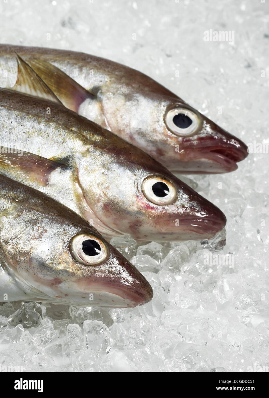 Whiting, Merlangius merlangus, poissons frais sur la glace Banque D'Images